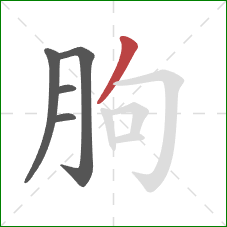 朐的笔顺第5画：撇