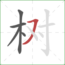 树的笔顺第5画：横撇