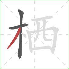 栖的笔顺第3画:撇 栖的笔顺第3画:撇