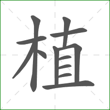 植的笔顺