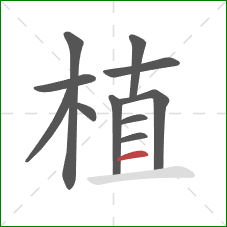 植的笔顺第11画：横