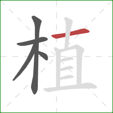 植的笔顺第5画：横