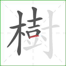 樹的笔顺第10画：横