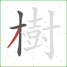樹的笔顺第3画：撇