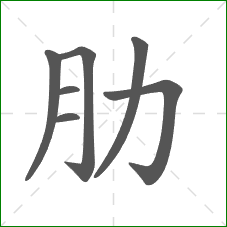 肋的笔顺
