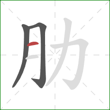 肋的笔顺第3画：横