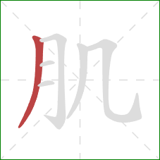 肌的笔顺第1画：撇