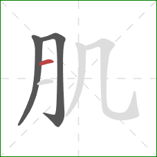 肌的笔顺第3画：横