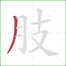 肢的笔顺第1画：撇