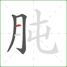 肫的笔顺第3画：横