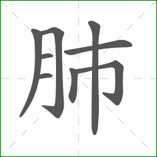 肺的笔顺