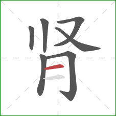 肾的笔顺第7画：横