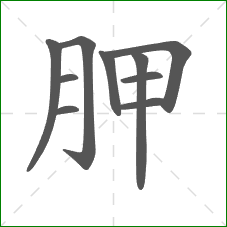 胛的笔顺