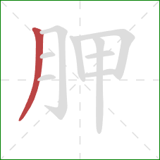 胛的笔顺第1画：撇