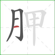 胛的笔顺第4画：横