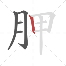 胛的笔顺第5画：竖