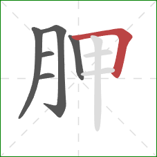 胛的笔顺第6画：横折