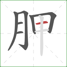 胛的笔顺第7画：横