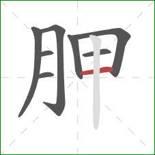 胛的笔顺第8画：横