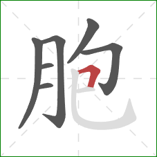 胞的笔顺第7画：横折