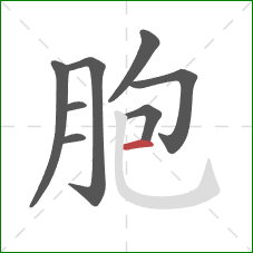 胞的笔顺第8画：横