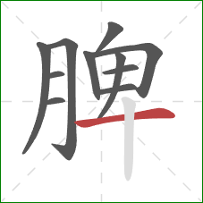 脾的笔顺第11画：横