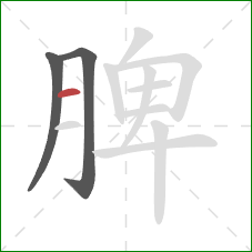 脾的笔顺第3画：横