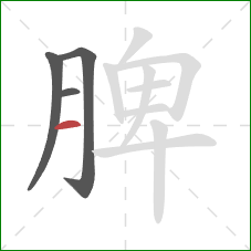 脾的笔顺第4画：横