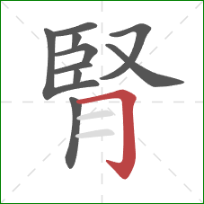 腎的笔顺第10画：横折钩