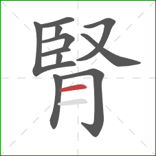 腎的笔顺第11画：横