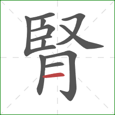 腎的笔顺第12画：横