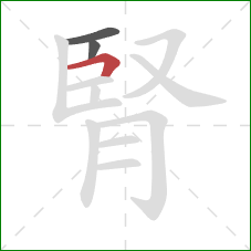 腎的笔顺第3画：横折