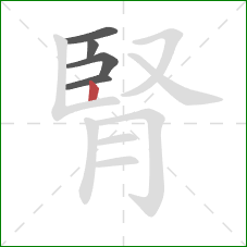 腎的笔顺第5画：竖