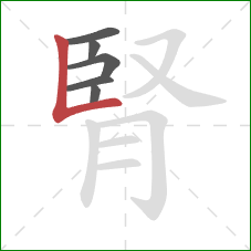 腎的笔顺第6画：竖折