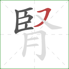 腎的笔顺第7画：横撇