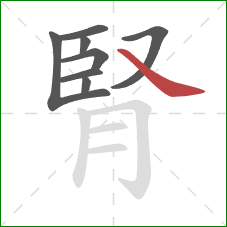 腎的笔顺第8画：捺