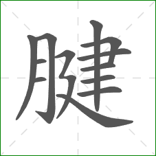 腱的笔顺