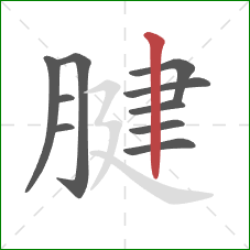 腱的笔顺第10画：竖