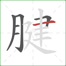 腱的笔顺第6画：横