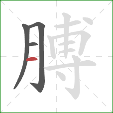 膊的笔顺第4画：横