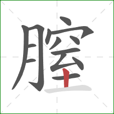 膣的笔顺第14画：竖