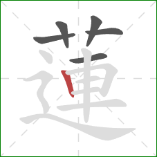 蓮的笔顺第6画：竖