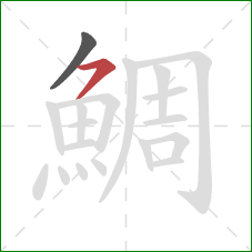 鯛的笔顺第2画：横撇