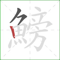 鰟的笔顺第3画：竖