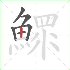 鰥的笔顺第6画：竖