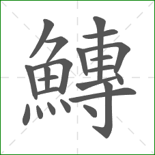 鱄的笔顺 鱄的笔顺