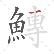 鱄的笔顺第12画:横 鱄的笔顺第12画:横