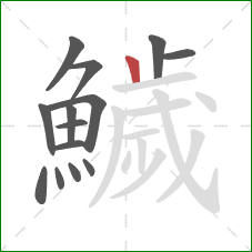 鱥的笔顺第14画：竖