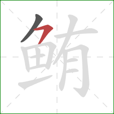 鲔的笔顺第2画：横撇