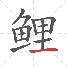 鲤的笔顺第15画:横 鲤的笔顺第15画:横